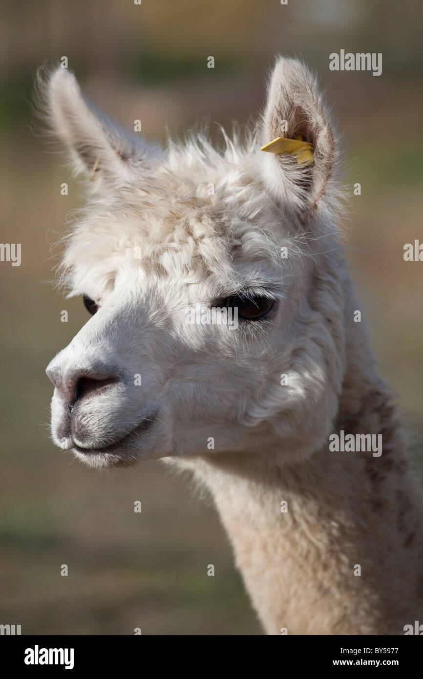 Portrait of a Llama Stock Photo