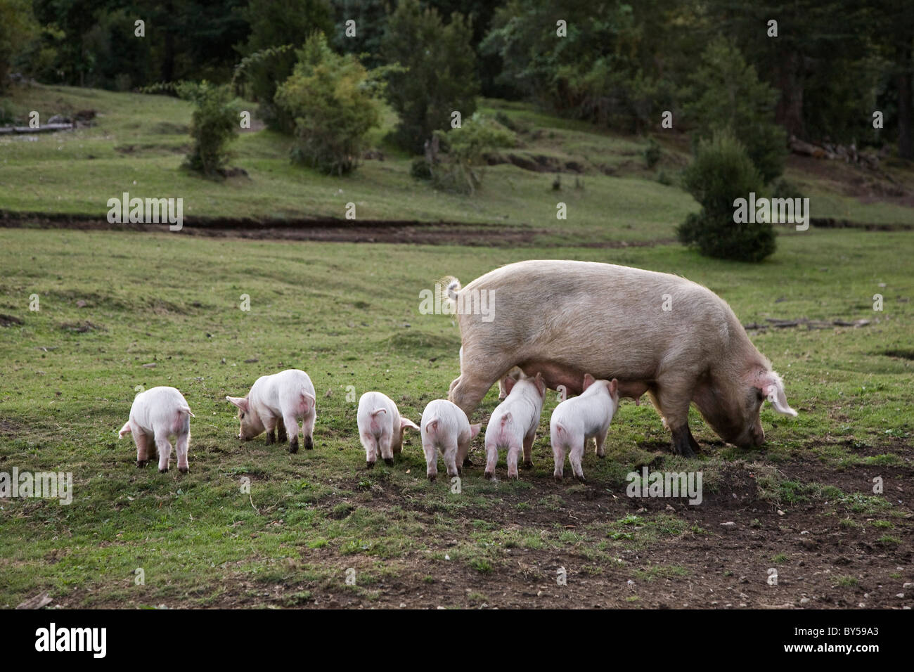 A pig with piglets in a field Stock Photo