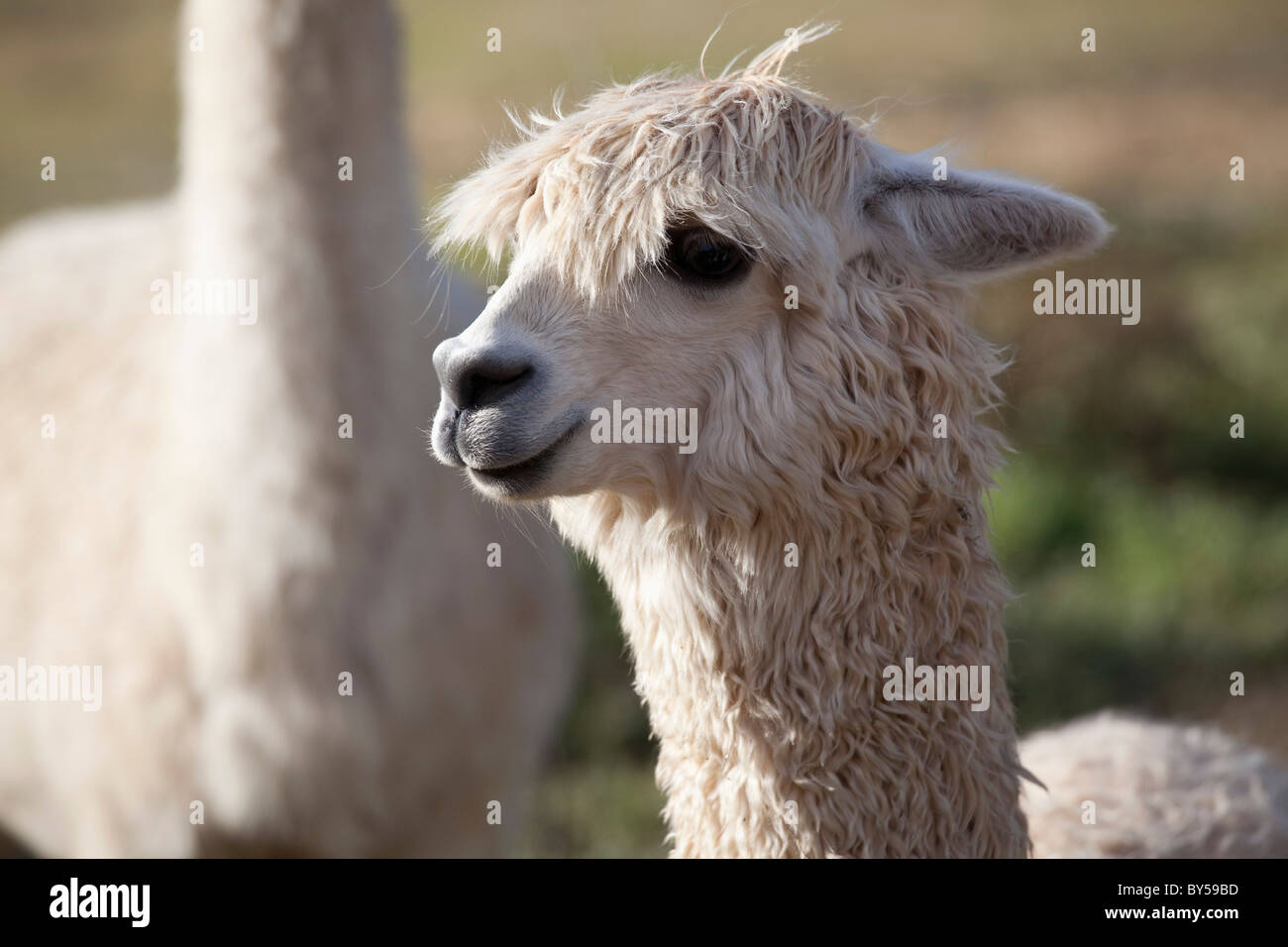 Portrait of a Llama Stock Photo