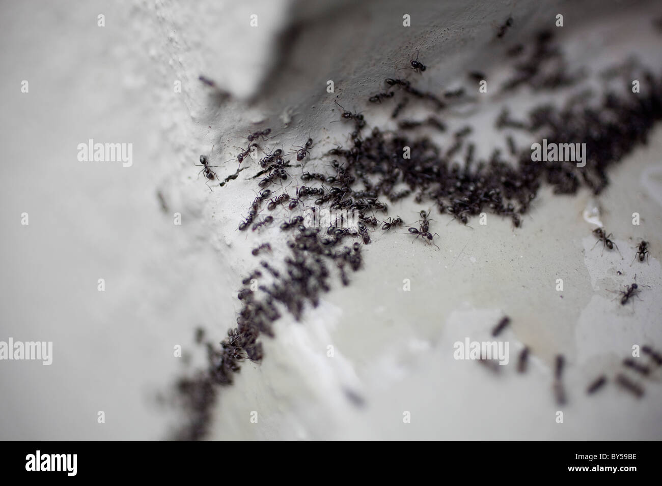 Detail of a colony of ants Stock Photo Alamy