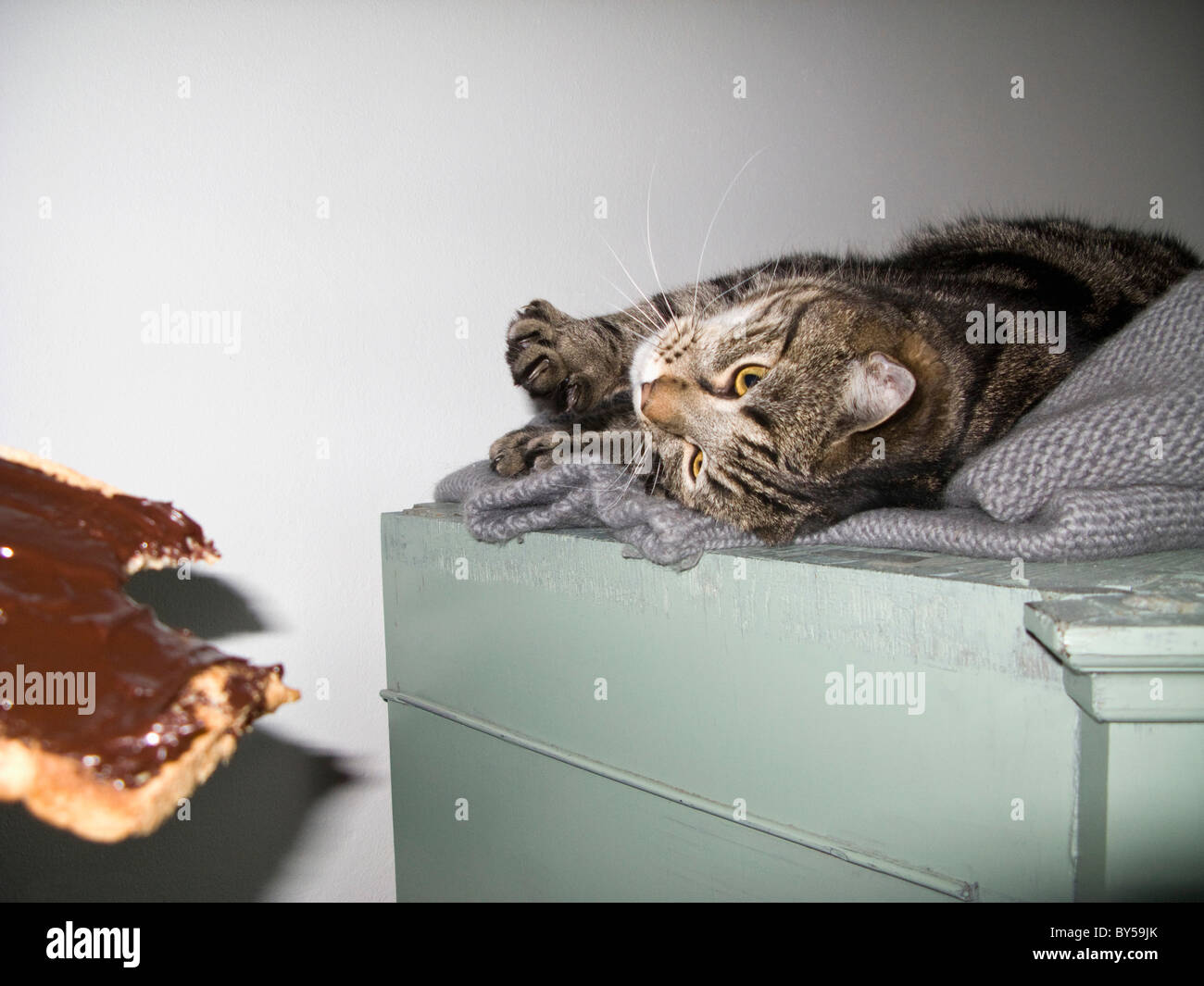 A cat looking at a slice of bread with chocolate spread Stock Photo