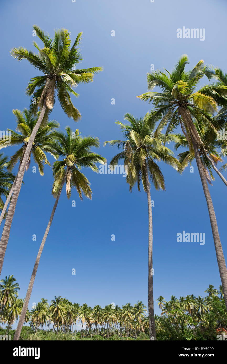 Large group of trees hires stock photography and images Alamy