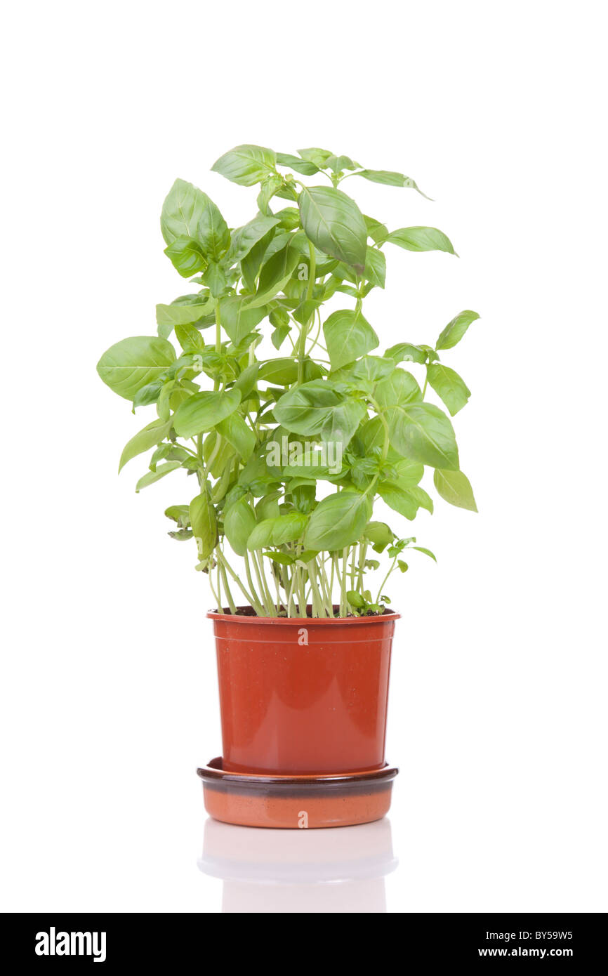 Potted basil plant Stock Photo