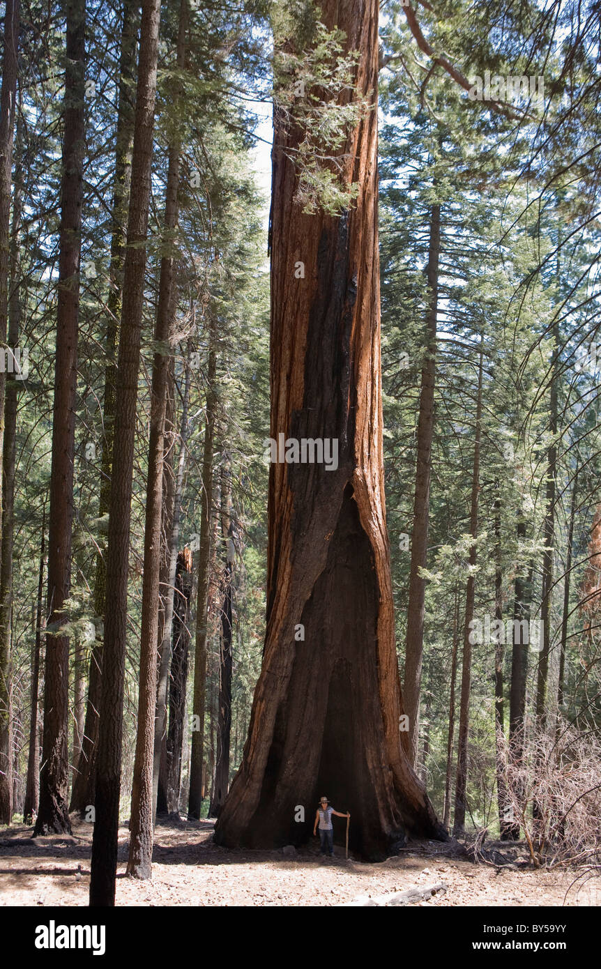 Woman in front of a large redwood tree Stock Photo