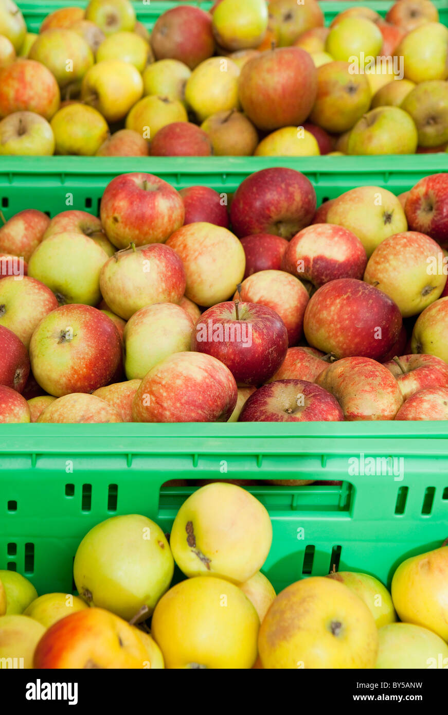 Three bins of apples Stock Photo Alamy