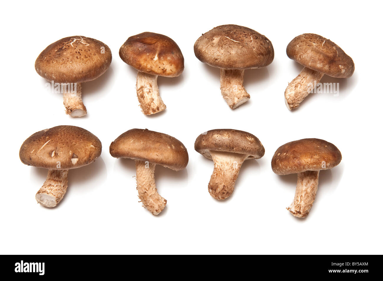 Shitake mushrooms isolated on a white studio background Stock Photo