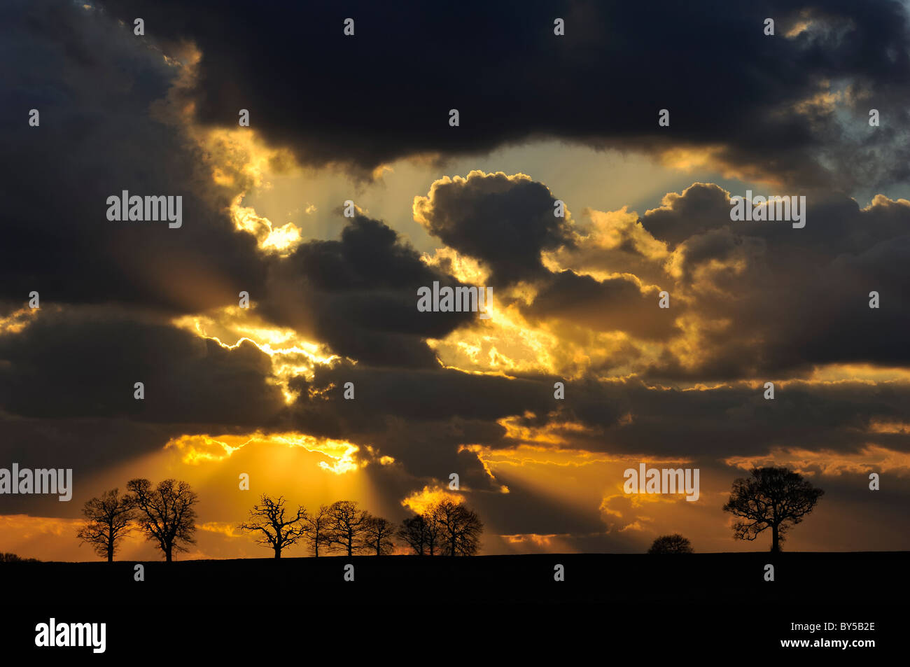trees,group,winter,sunset,clouds,sun,silver,lining Stock Photo