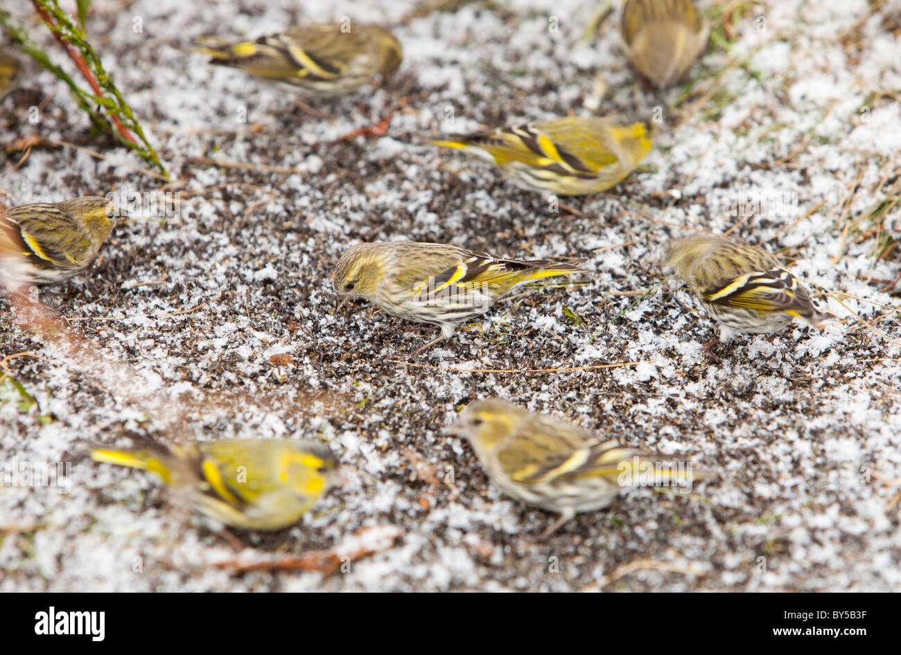 Siskins (Carduelis spinus), feeding on Niger seed put out on a lawn in Ambleside, UK. Stock Photo