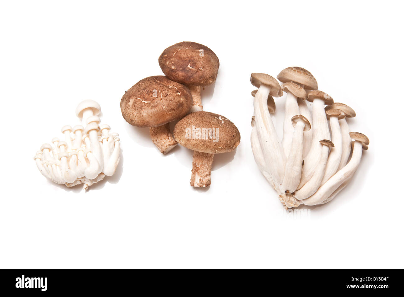 Chinese mushrooms, Enoki,Hon-shimeji and Shitake isolated on a