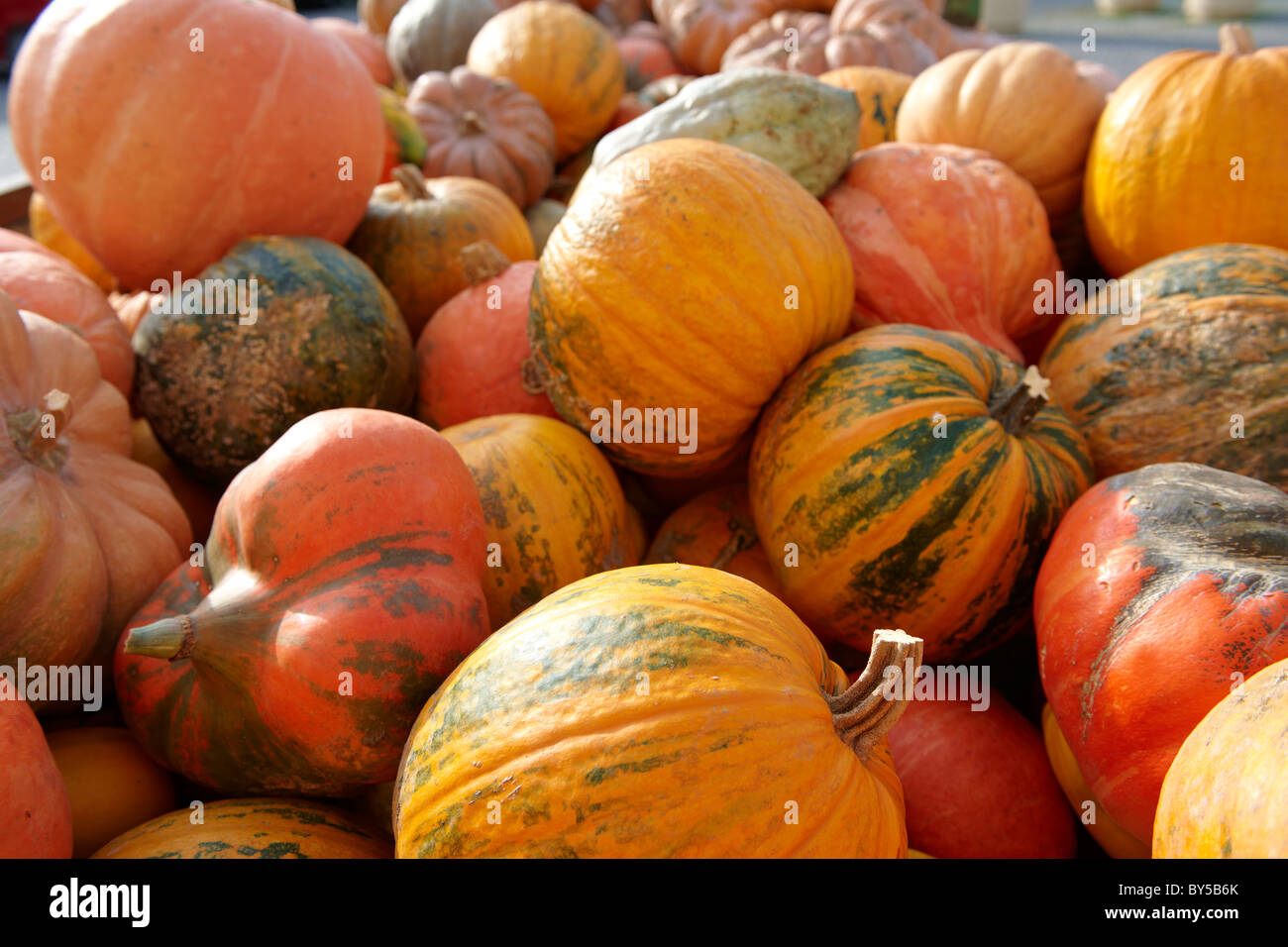 Fresh whole pumpkins and squash Stock Photo