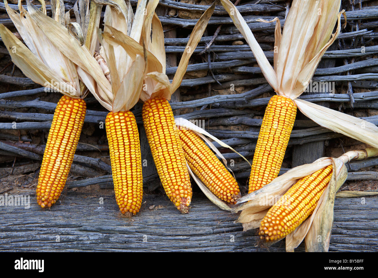 Corn cobs drying - Hungary Stock Photo