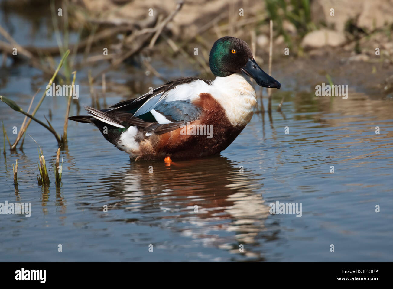 Male shoveler duck pictured in the blue water Stock Photo