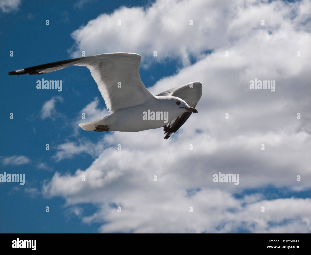 A seagull in mid-air Stock Photo