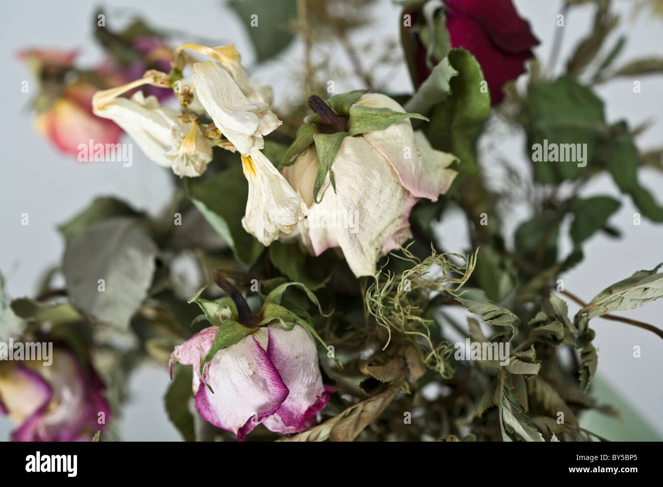 A bouquet of dying roses Stock Photo Alamy