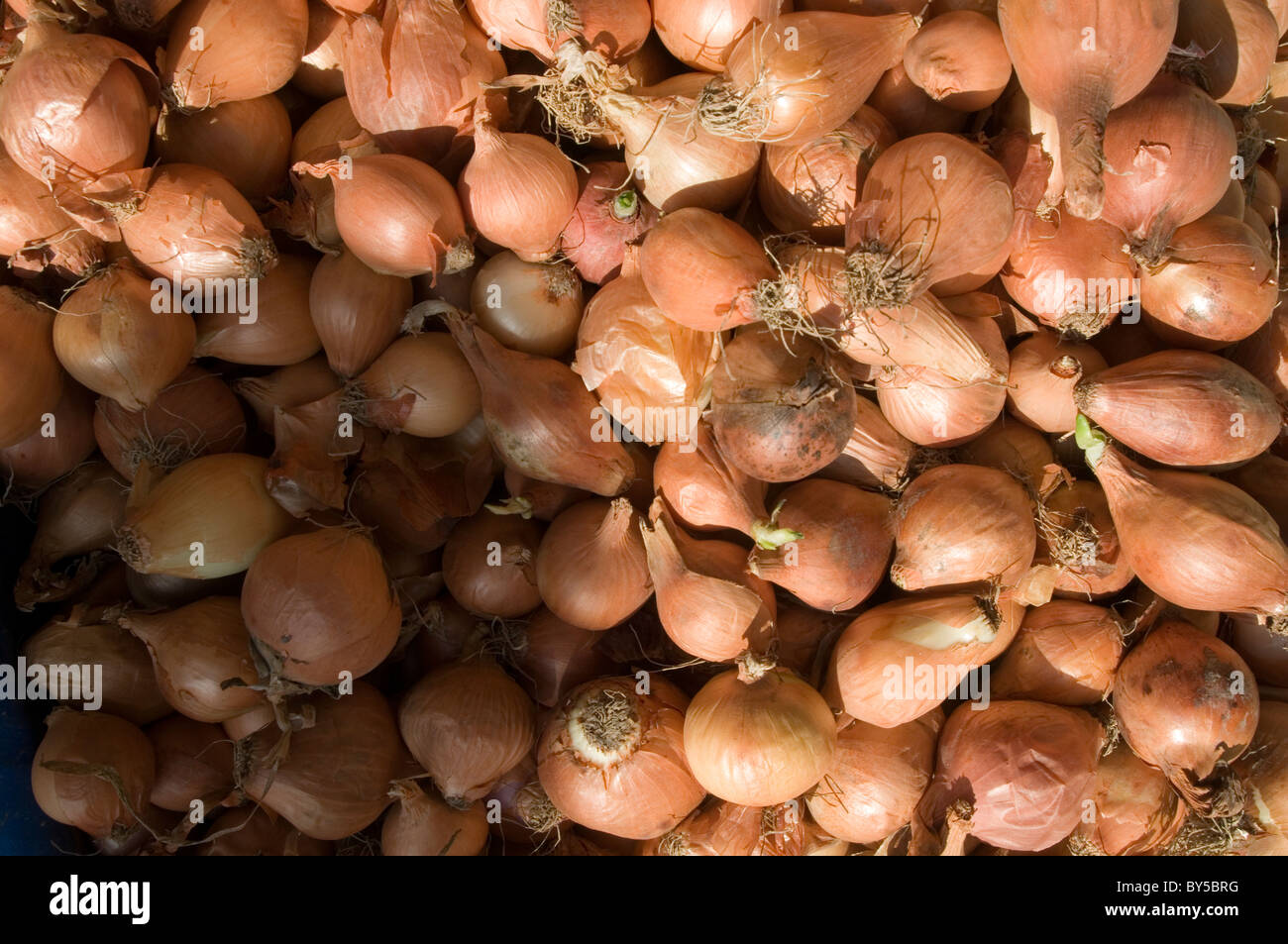 onion onions skin skins bulbs bulb shalot salots Stock Photo Alamy