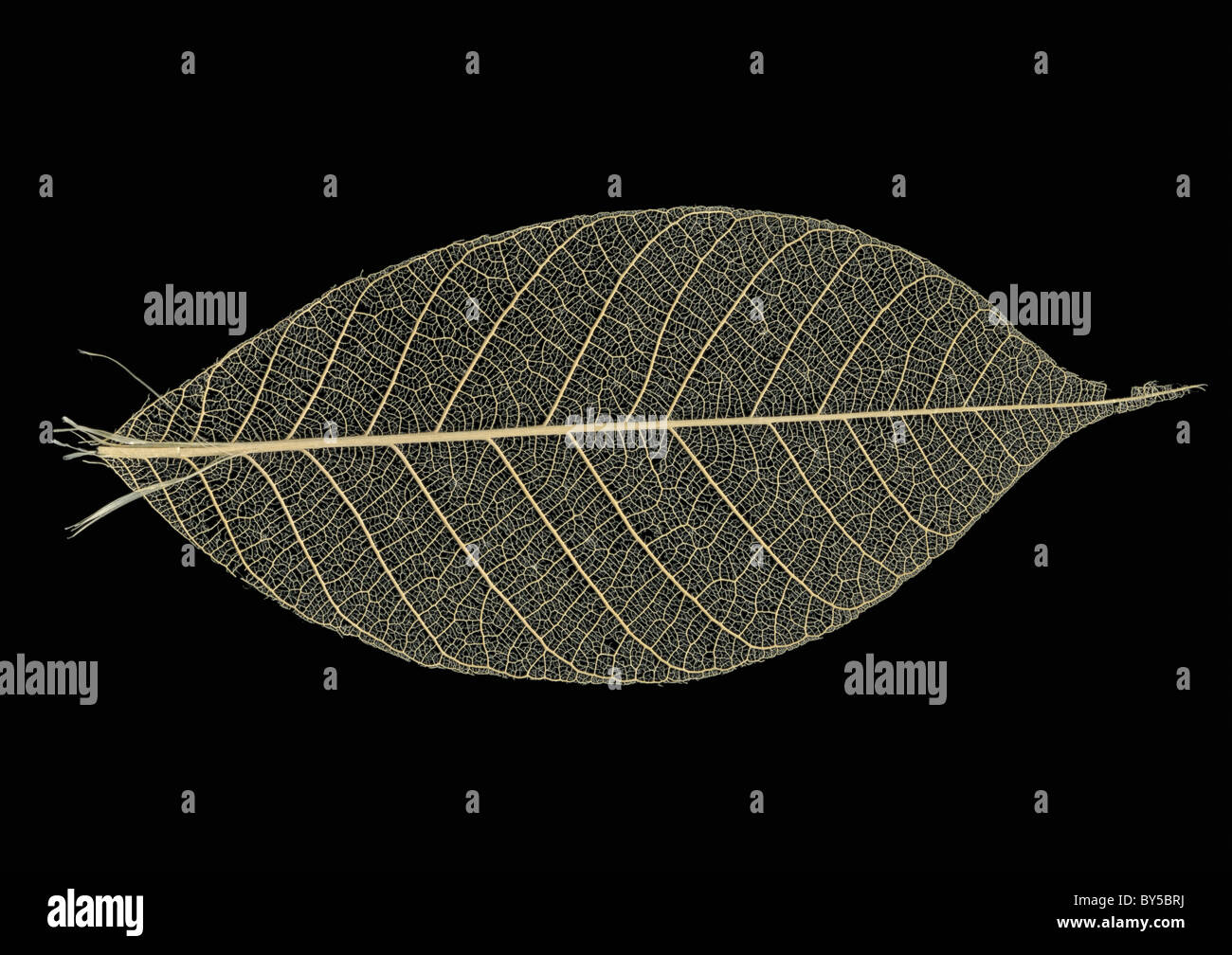 Fake Leaves Stock Photos - 48,751 Images