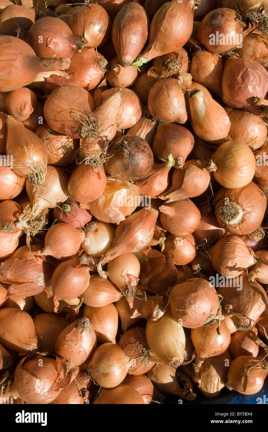 Onion Skin Stock Photos & Onion Skin Stock Images Alamy