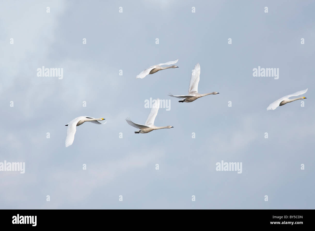 Family of whooper swans in flight against a cloudy blue sky Stock Photo
