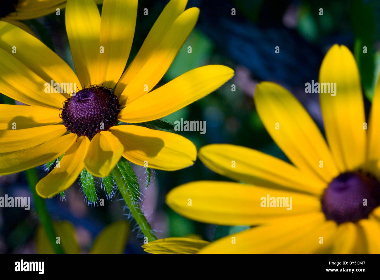 Sunflowers, Helianthus annuus Stock Photo