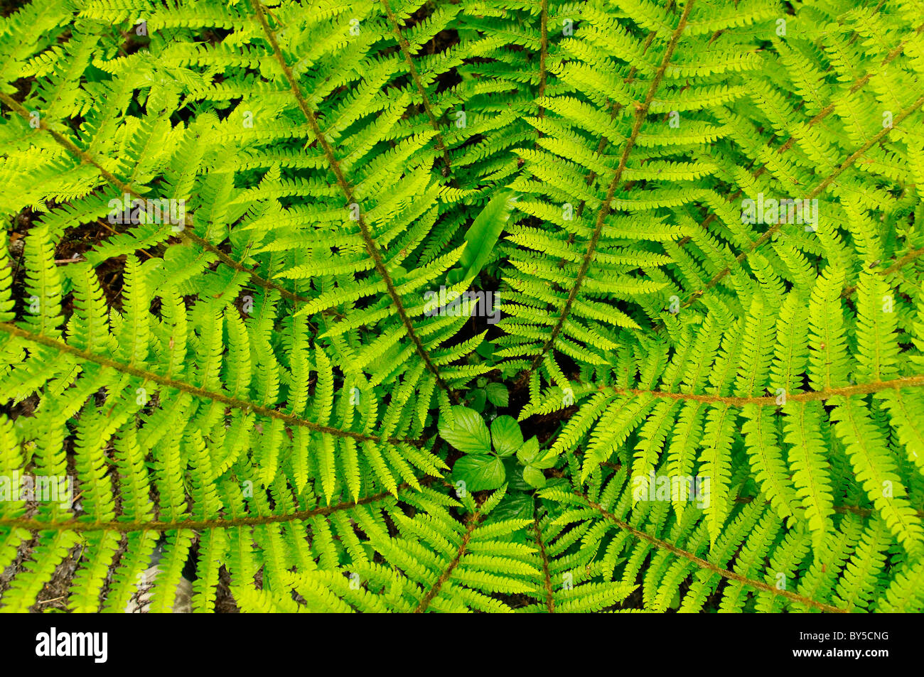 sphagnum plant Sphagnum Moss main image 1