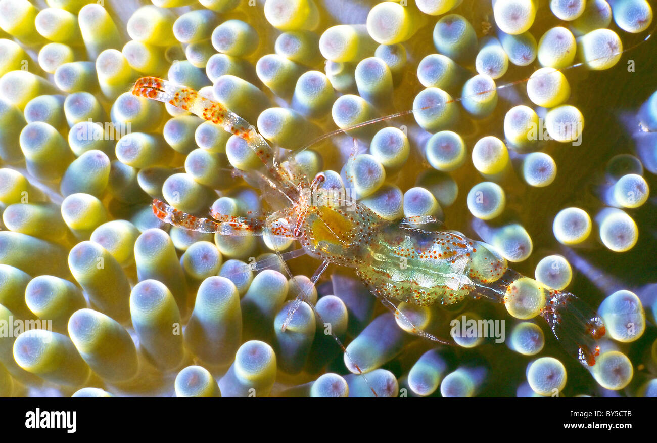 Sun Anemone Shrimp ( Periclimenes rathbunae) photographed on the Front Porch dive site, Utila, Bay Islands, Honduras Stock Photo