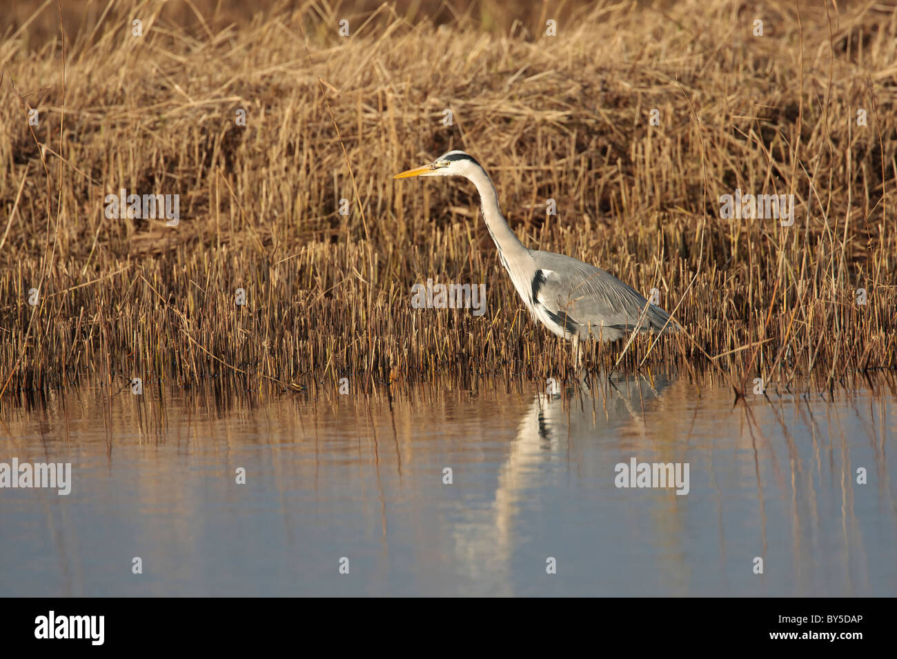 Reed bed birds hires stock photography and images Alamy