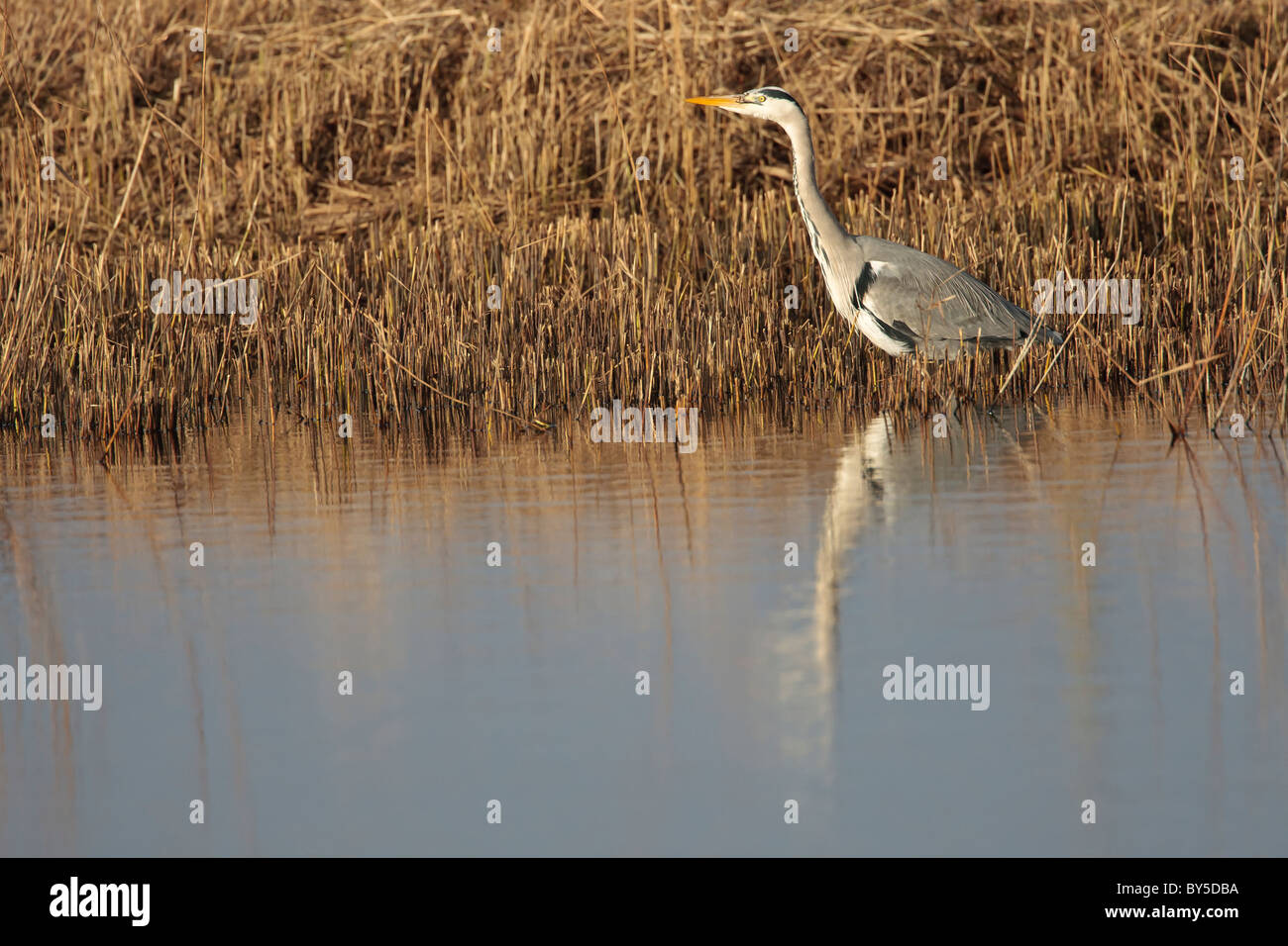Grey heron stalking fish in a reed bed water environment Stock Photo