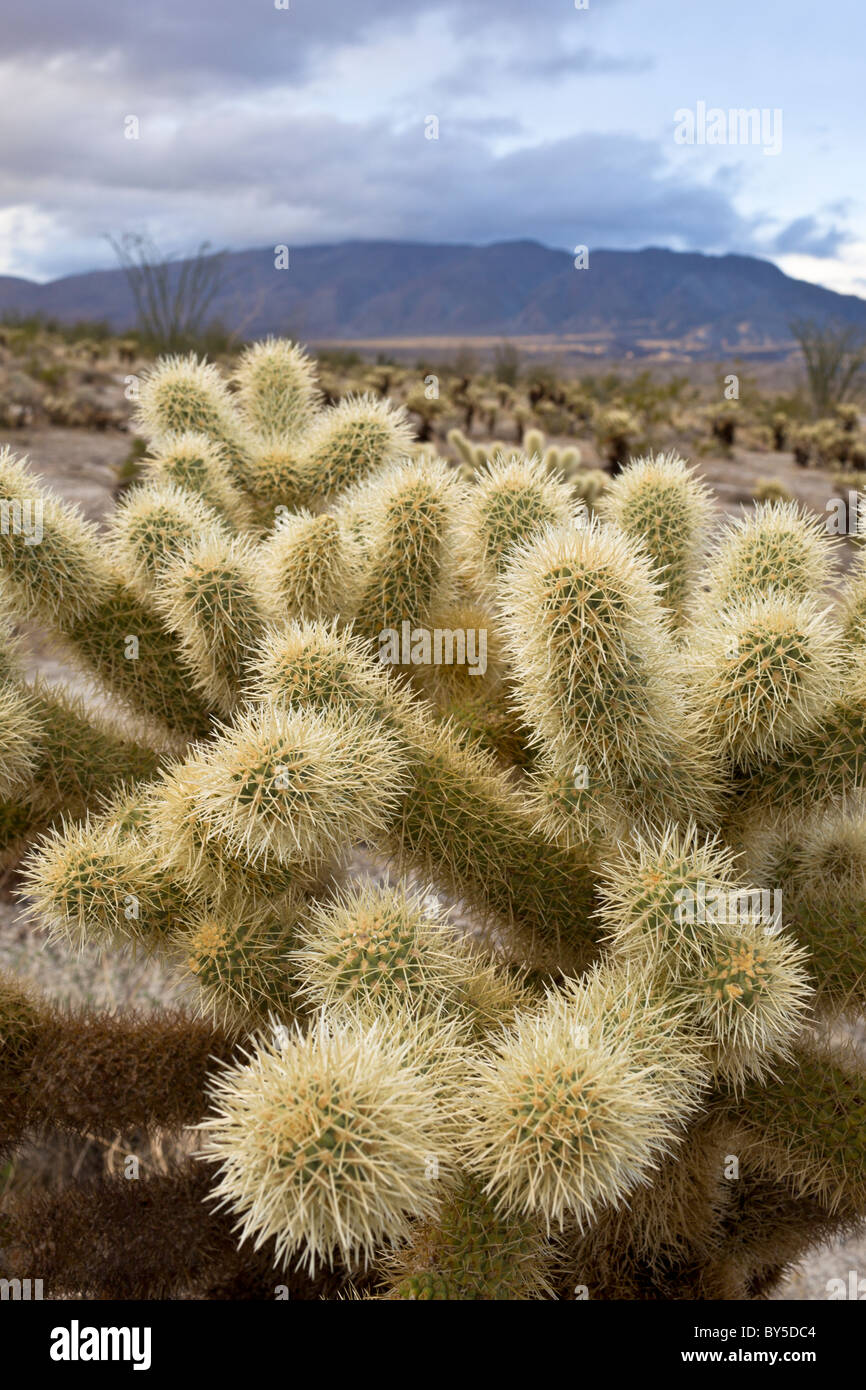 Teddy Bear Cholla cactus (Cylindropuntia bigelovii) and Sawtooth Mountains at Anza-Borrego Desert State Park in San Diego County, California, USA. Stock Photo