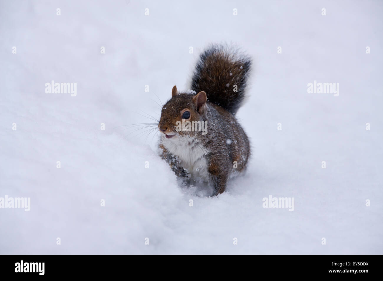 Grey squirrel in deep snow Stock Photo