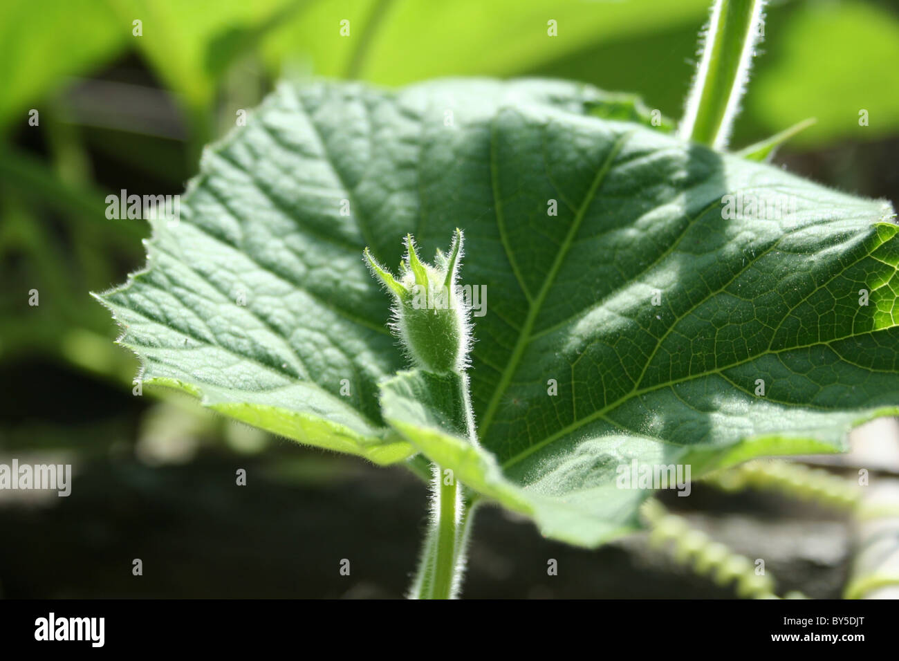 Gourd Leaf A different Perspective Stock Photo Alamy