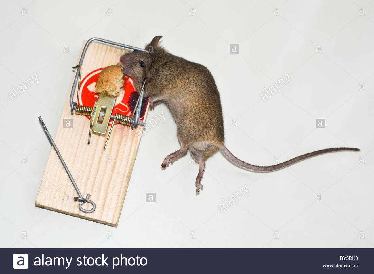 Mouse Caught In Mousetrap Dead Stock Photos & Mouse Caught In Mousetrap