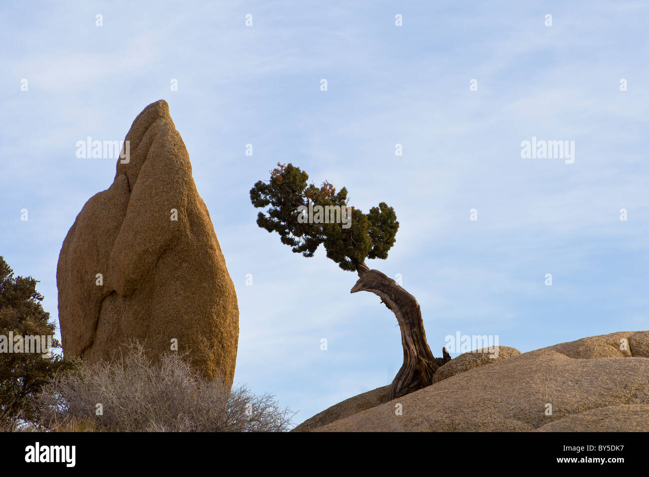 California Juniper Tree (Juniperus californica) in the Jumbo Rocks
