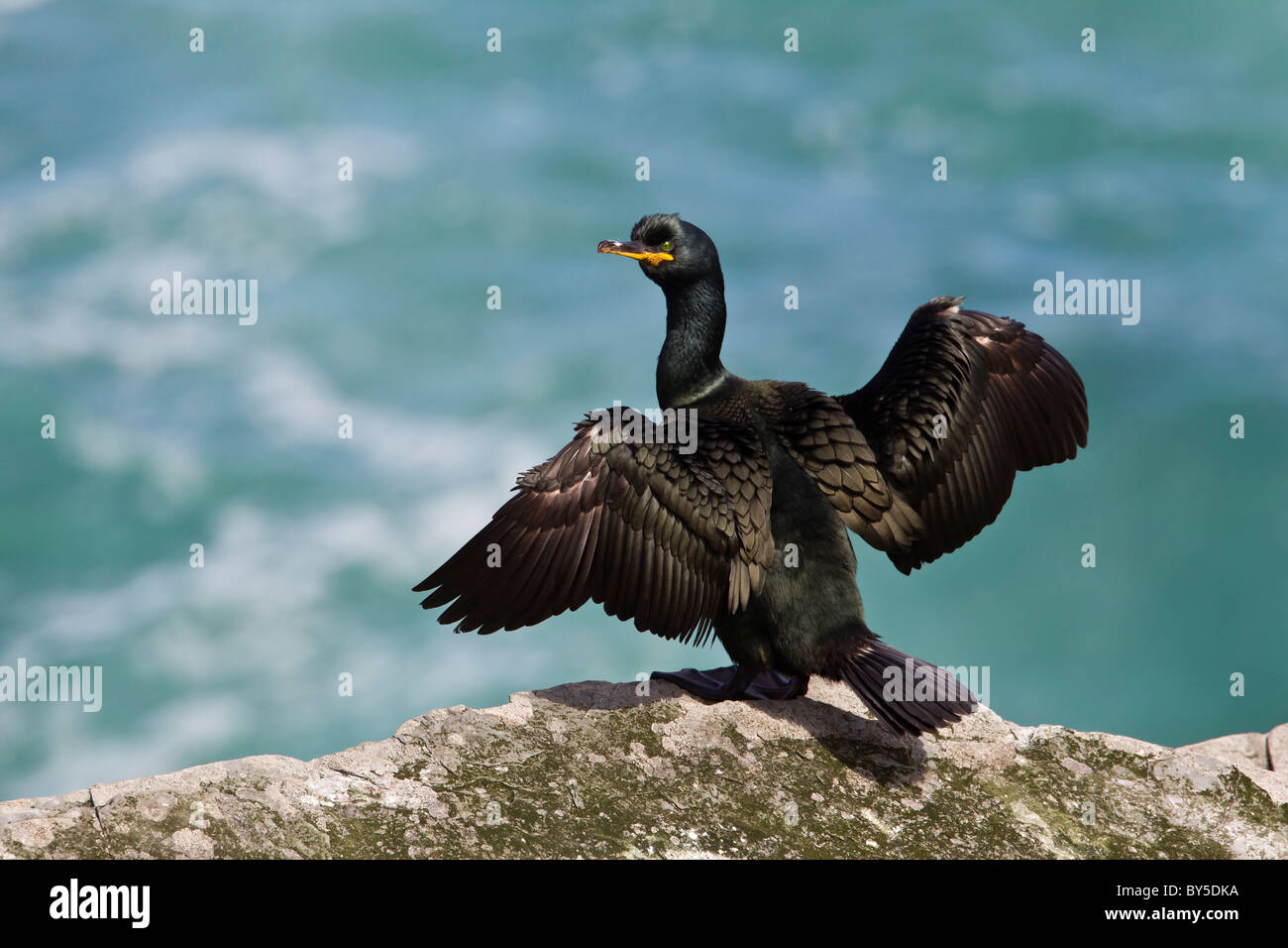 Shag with wings widespread on a cliff overlooking a turquoise  sea Stock Photo
