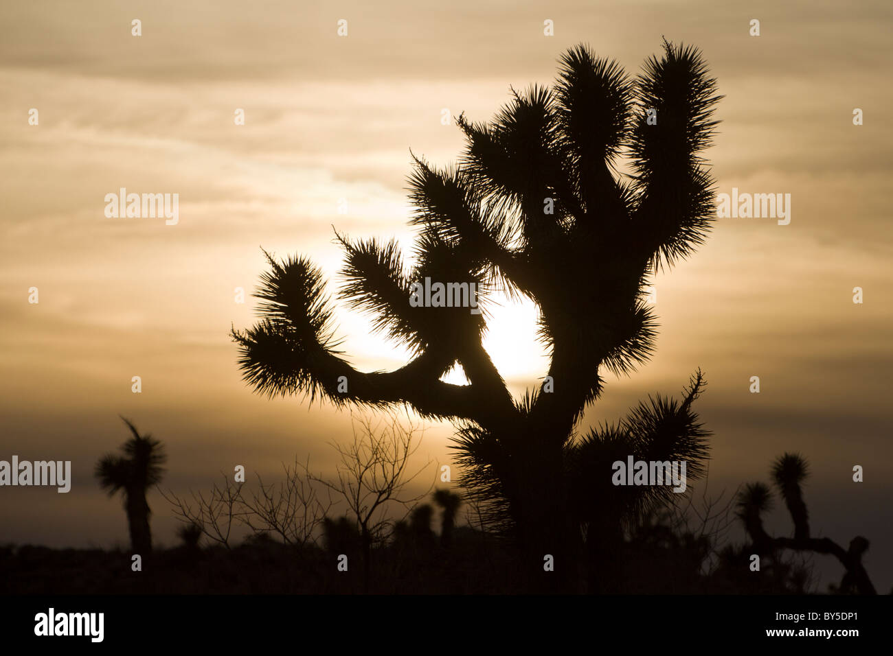 Joshua Tree (Yucca brevifolia) silhouetted at sunset in Joshua Tree National Park, California USA. Stock Photo