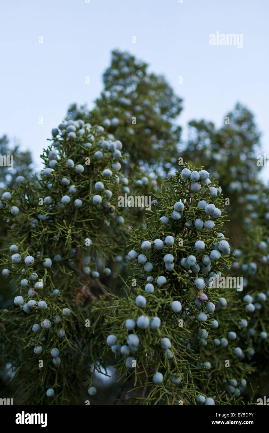 California Juniper Tree (Juniperus californica) in Joshua Tree National