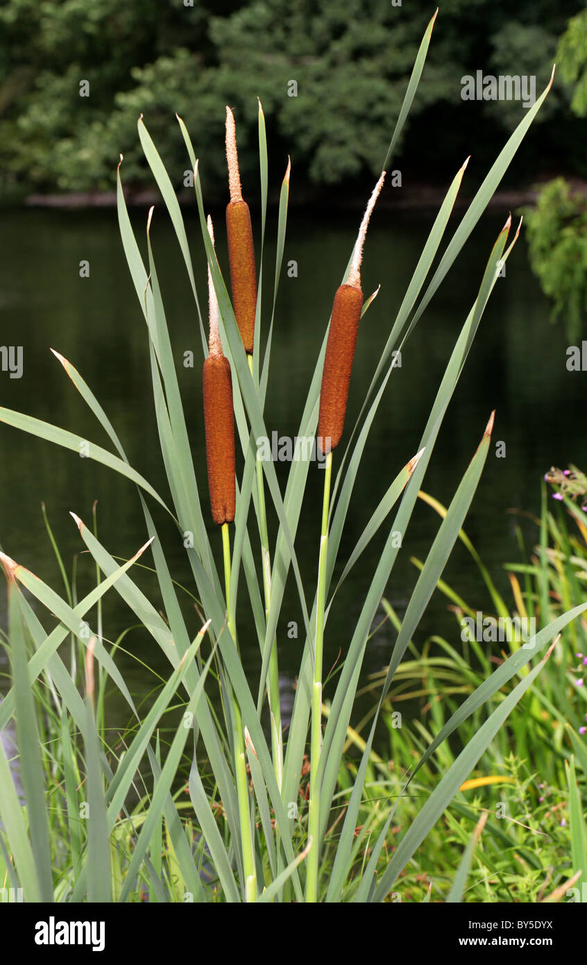 Bulrush or Cattail, Typha latifolia, Typhaceae Stock Photo