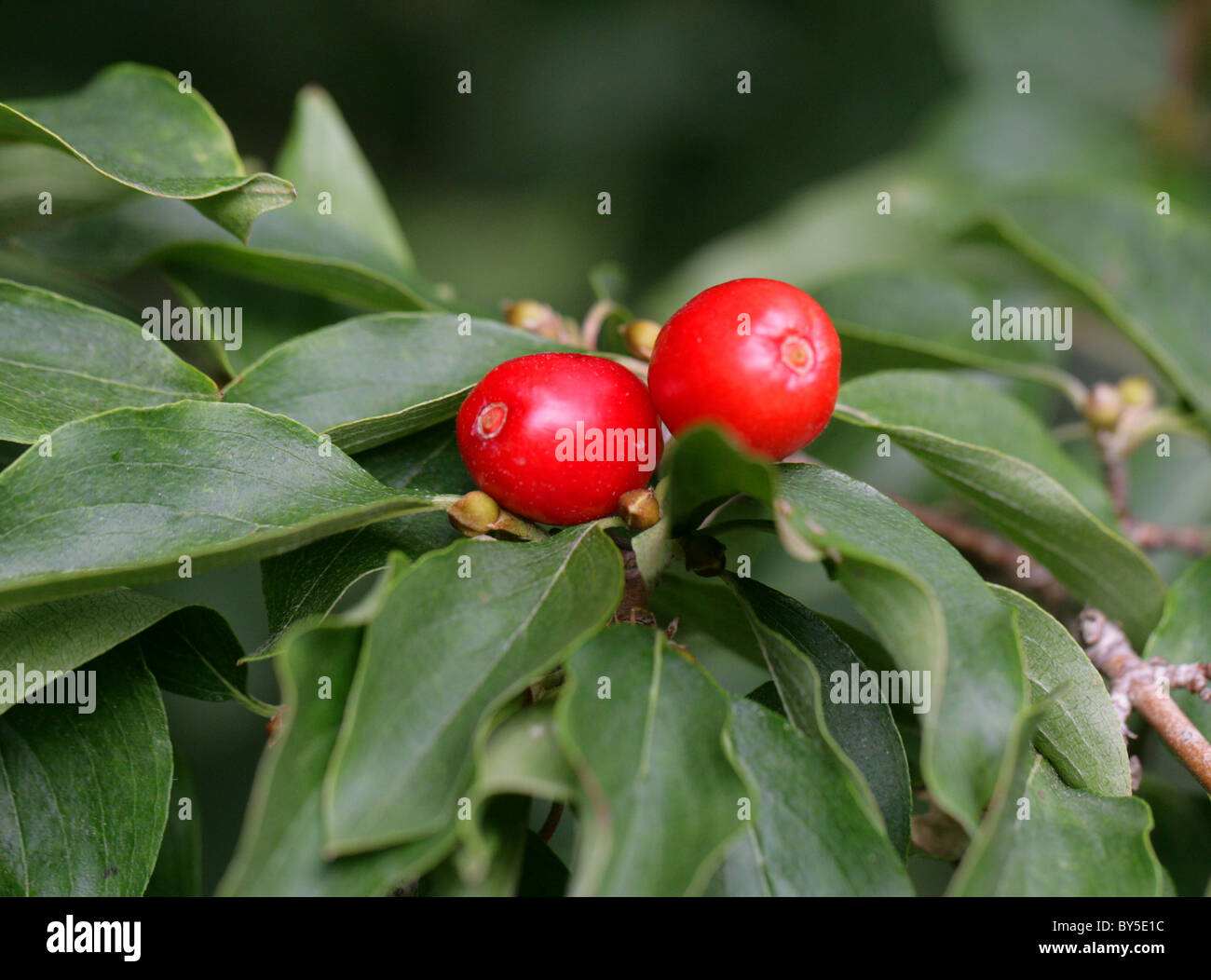 Cornelian Cherry, Cornus mas, Cornaceae, Europe and Western Asia. Stock Photo