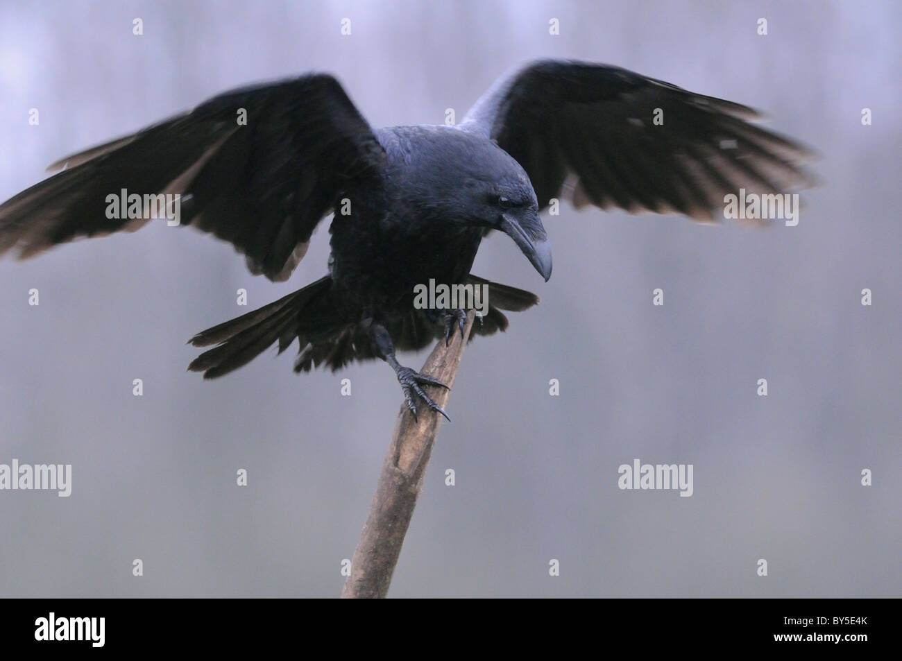 Raven landing on a branch Stock Photo Alamy
