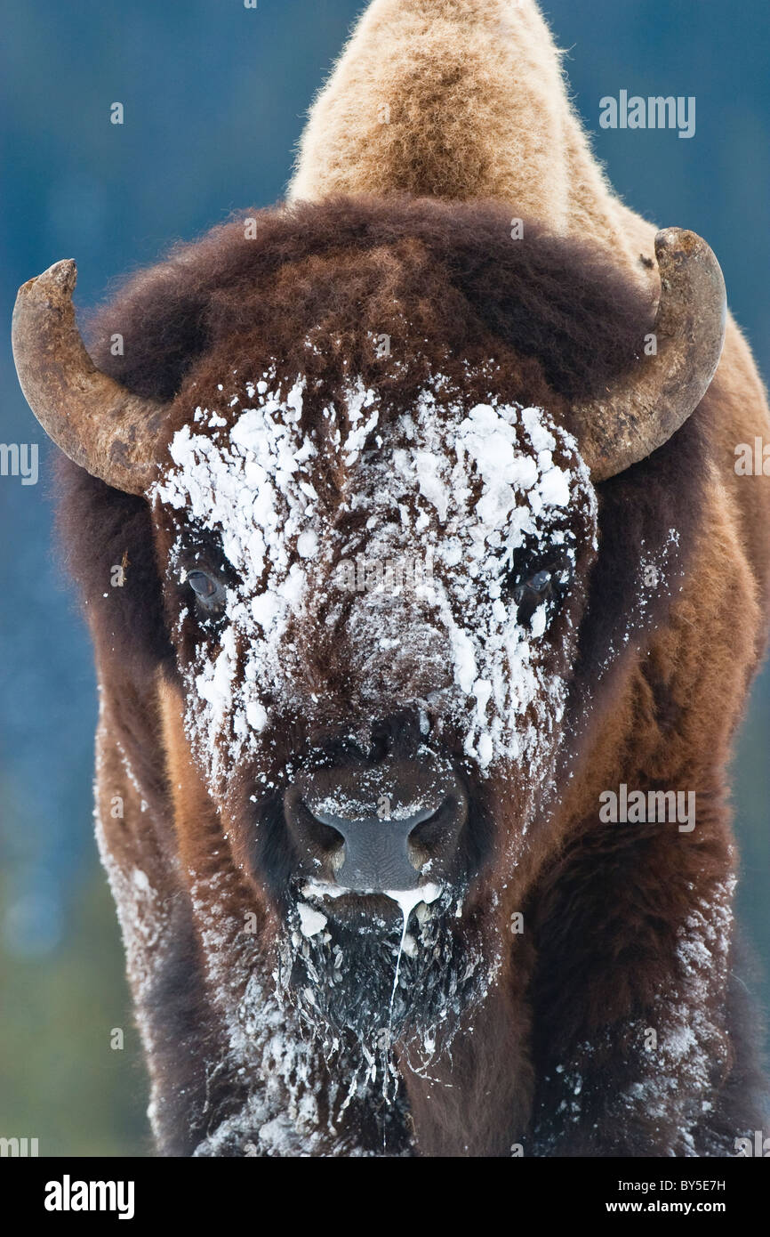 A Snow Covered Face of Bison (or Buffalo) in Yellowstone National Park
