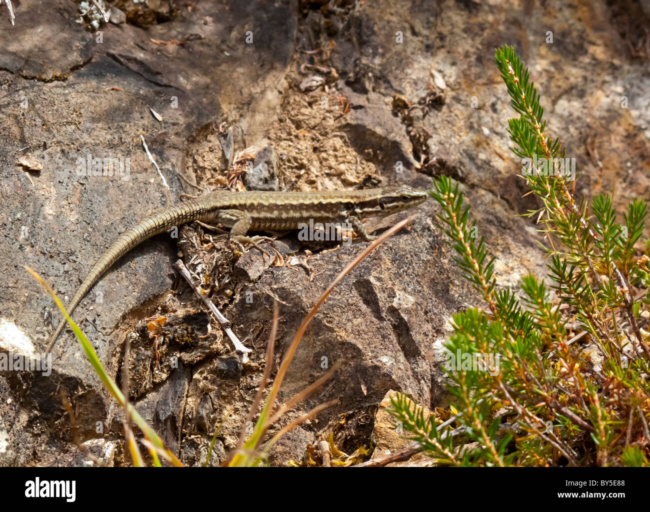 Common or European wall lizard Podarcis muralis on rocks in the Picos de Europa National Park in