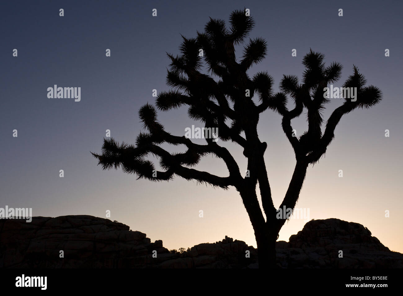 Joshua Tree (Yucca brevifolia) silhouette at dusk in Joshua Tree National Park Stock Photo