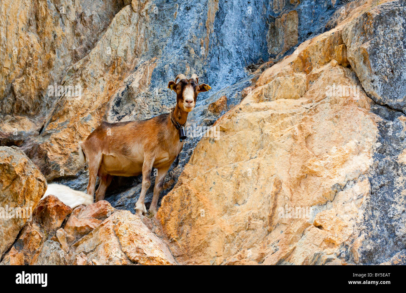 Mountain goat with bell Capra aegagrus hircus standing on rocks in the Picos de Europa National Park in Cantabria in Spain Stock Photo