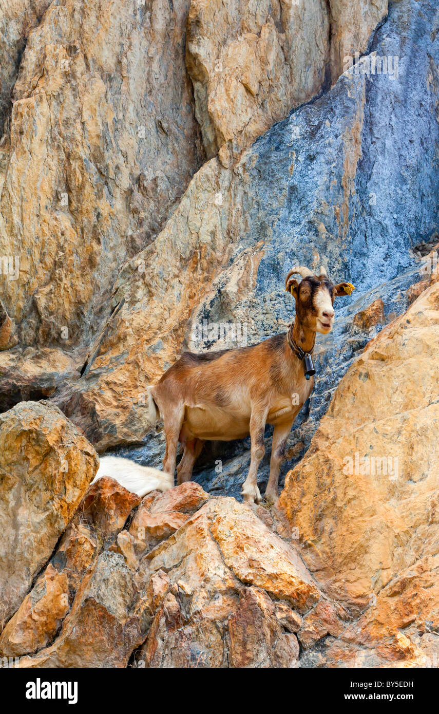 Mountain goat with bell Capra aegagrus hircus standing on rocks in the Picos de Europa National Park in Cantabria in Spain Stock Photo