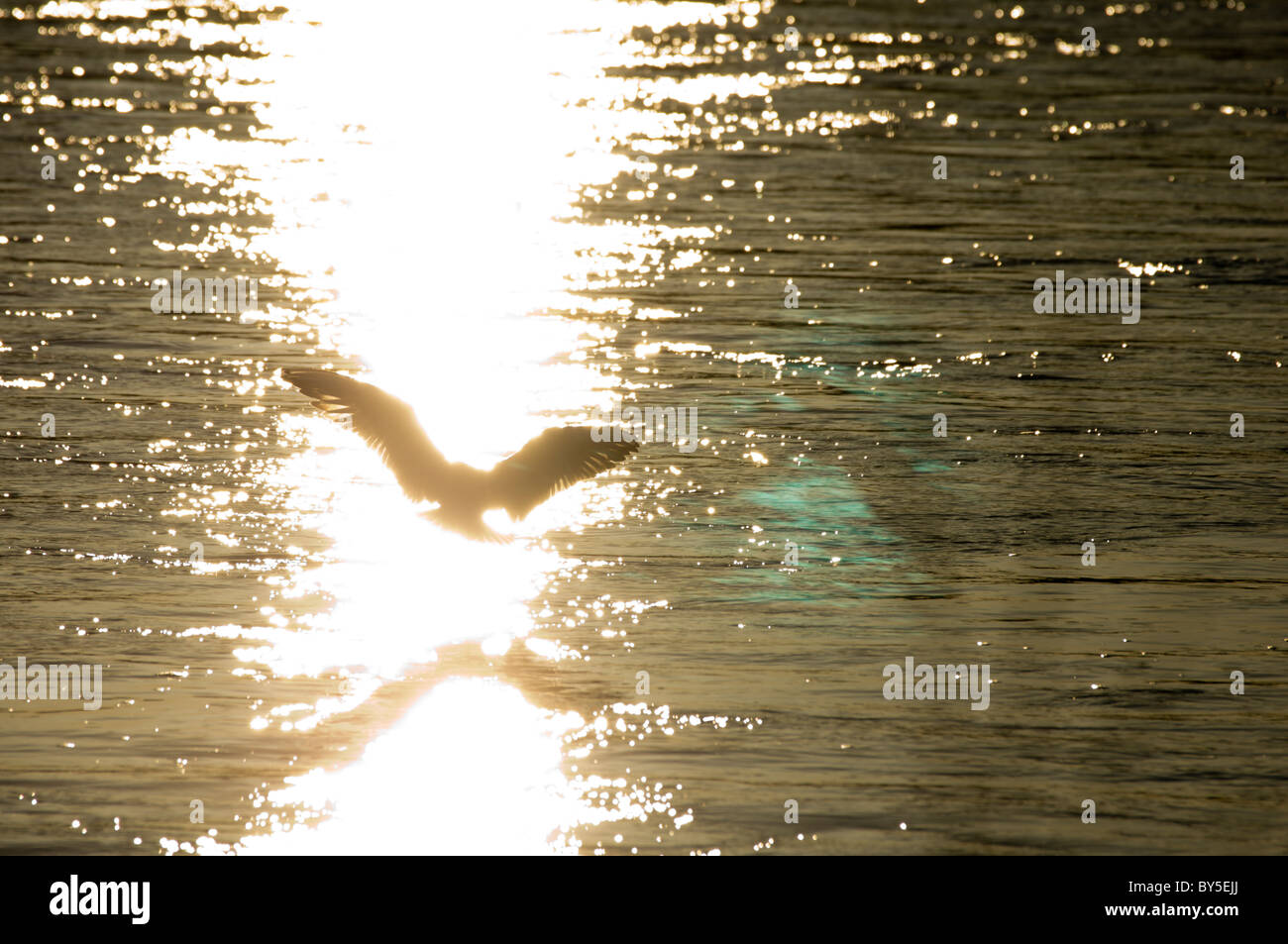 Gull flying into brilliant light on the River Tweed in Scotland Stock Photo