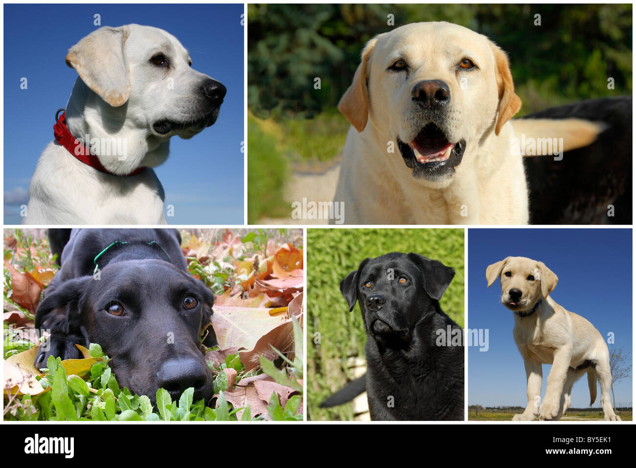 composite picture with purebred dogs and puppy labrador retriever Stock Photo