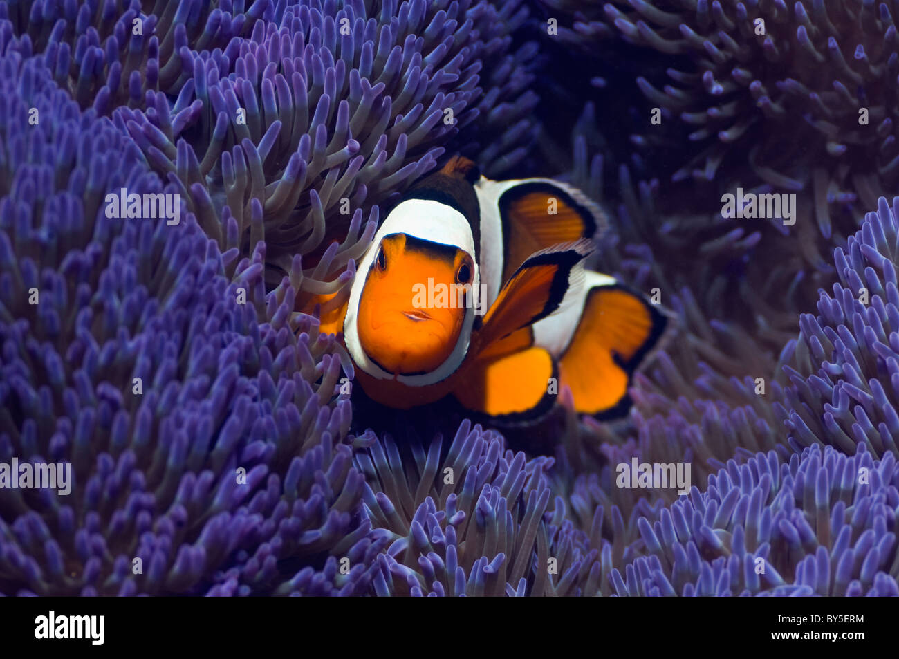 Clown anemonefish (Amphiprion percula) with blue variety of anemone (Stichodactyla gigantea). Stock Photo