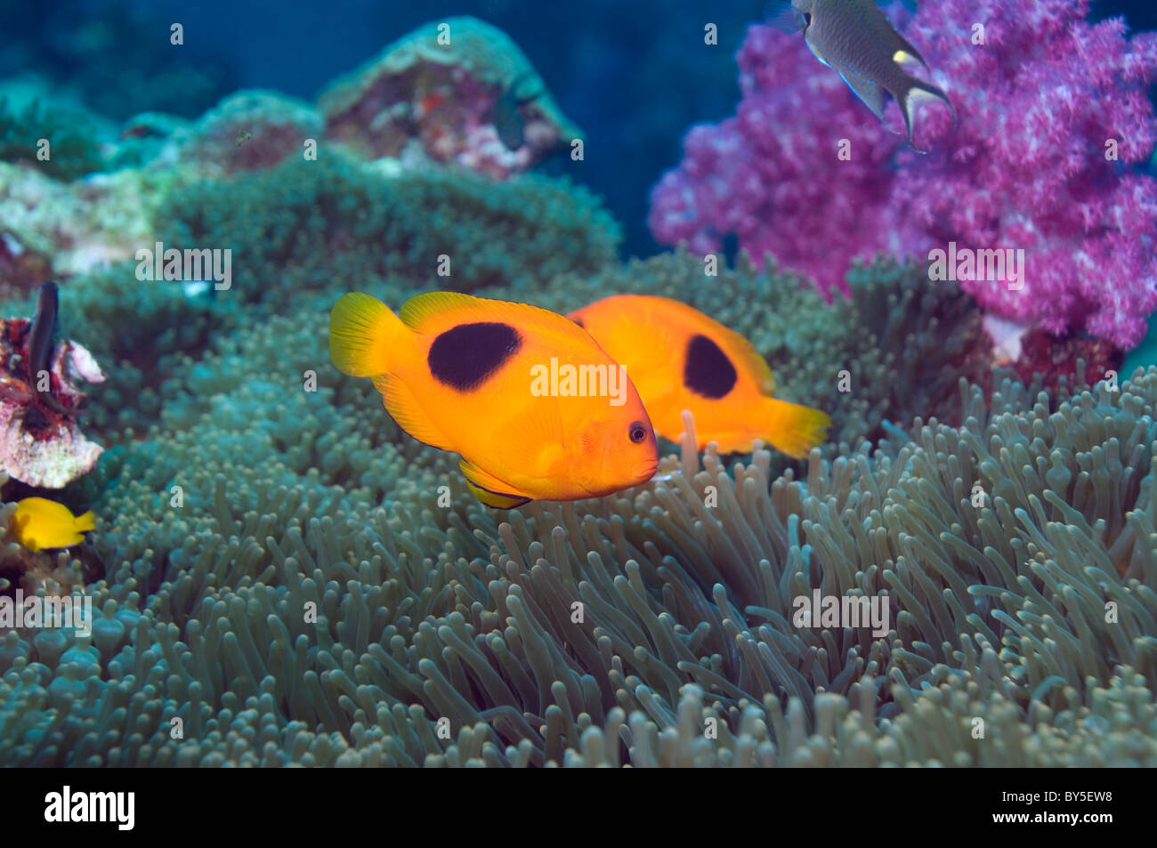 Red saddleback anemonefish (Amphiprion ephippium) with ahemone and soft corals. Andaman Sea, Thailand. Stock Photo