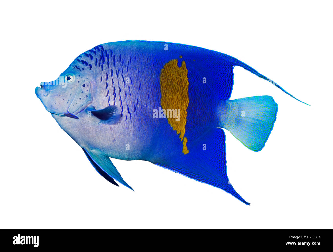 Yellowbar angelfish (Pomacanthus maculosus). Red Sea, Egypt. Stock Photo