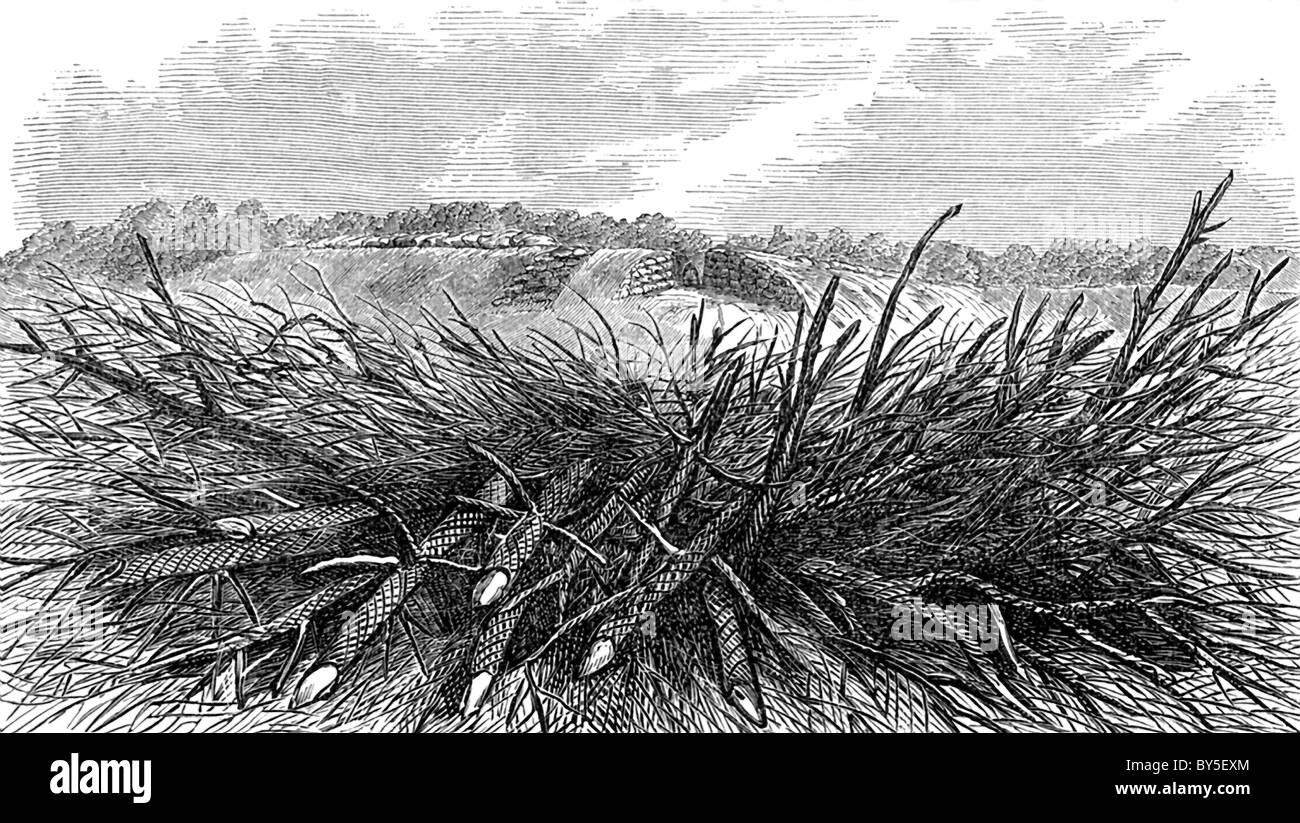 This engraving illustrates how an abatis looked US Civil War times and the difficulties it presented to attackers. Stock Photo