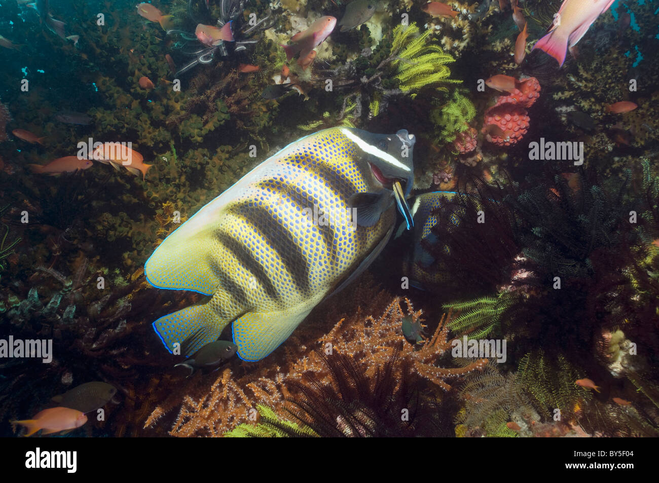 Six-banded angelfish (Pomacanthus sexstriatus) being cleaned by a ...